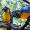 Hand-Reared Blue-Throated Macaw