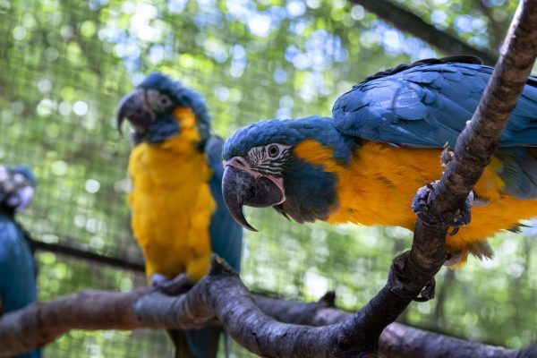 Hand-Reared Blue-Throated Macaw