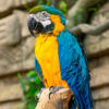 Hand-Reared Blue-Throated Macaw
