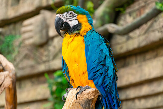 Hand-Reared Blue-Throated Macaw