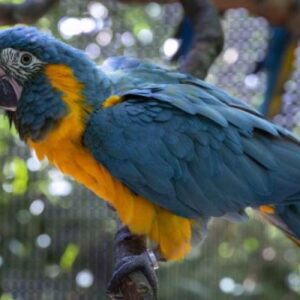 Blue-Throated Macaw parrot
