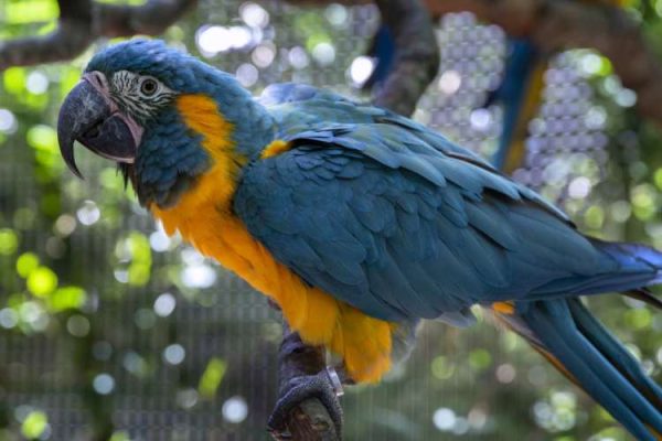 Blue-Throated Macaw parrot