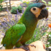 Blue-Winged Macaw parrot