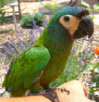 Blue-Winged Macaw parrot