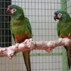 Buy Illiger's Macaw for Sale