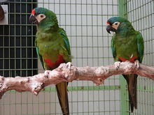 Buy Illiger's Macaw for Sale