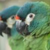 Buy Illiger's Macaw for Sale