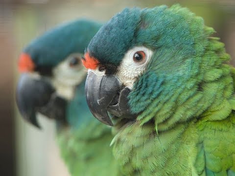 Buy Illiger's Macaw for Sale