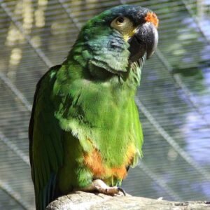 Blue-Winged Macaw parrot