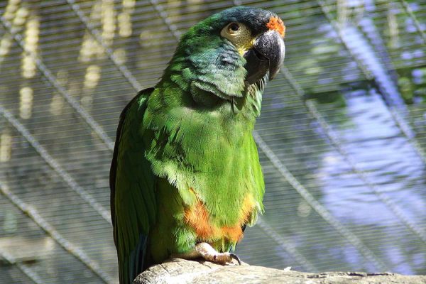 Blue-Winged Macaw parrot