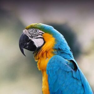 Blue and Gold Macaw parrot
