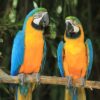 Blue and Gold Macaw parrots