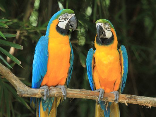 Blue and Gold Macaw parrots
