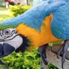 Buy Stunning Blue and Gold Macaw for Sale