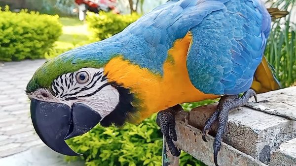 Buy Stunning Blue and Gold Macaw for Sale