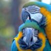 Buy Stunning Blue and Gold Macaw for Sale