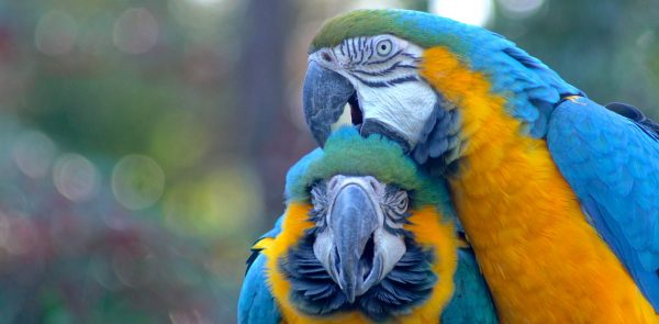 Buy Stunning Blue and Gold Macaw for Sale