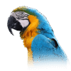 Buy Stunning Blue and Gold Macaw for Sale