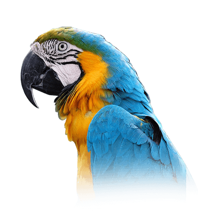 Buy Stunning Blue and Gold Macaw for Sale