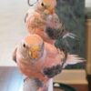 Bourkes Parrot for sale