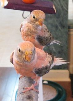 Bourkes Parrot for sale
