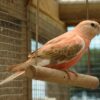 Bourkes Parrot