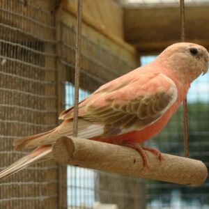 Bourkes-Parrot-533x400 Bourkes Parrot