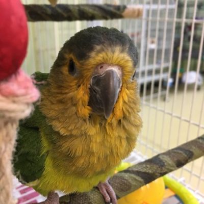 Brown-Throated Conure for sale