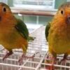 Brown Throated Conure parrot