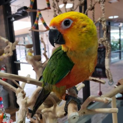 Brown Throated Conure parrot
