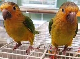 Brown Throated Conure parrot