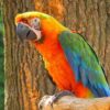 Catalina Macaw parrot