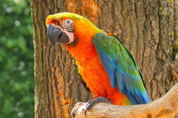 Catalina Macaw parrot