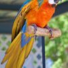 Affectionate Catalina Macaw for Sale