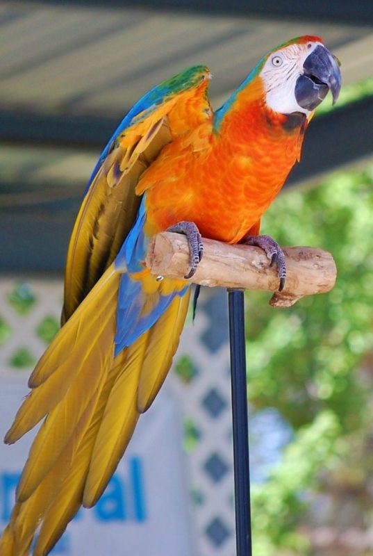 Affectionate Catalina Macaw for Sale