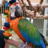 Affectionate Catalina Macaw for Sale