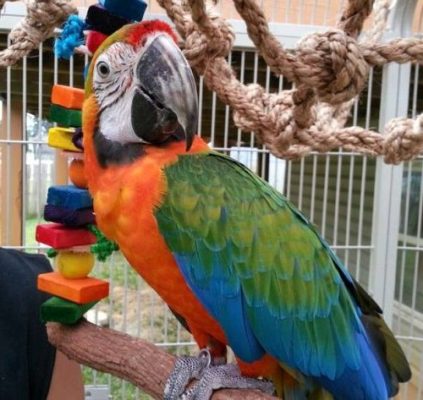 Affectionate Catalina Macaw for Sale