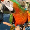 Affectionate Catalina Macaw for Sale