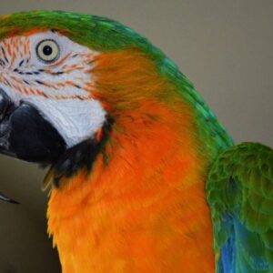Catalina Macaw parrot