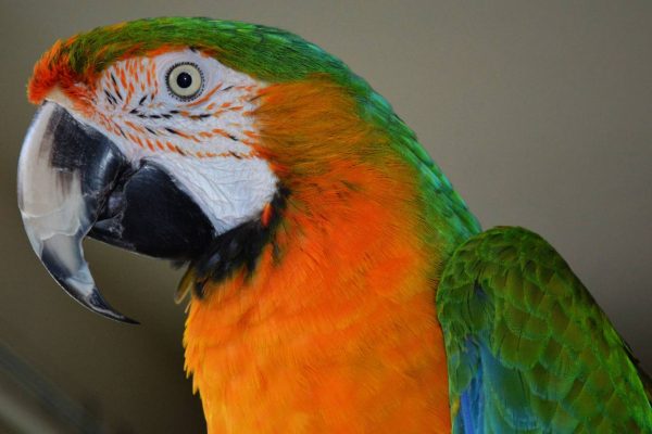 Catalina Macaw parrot