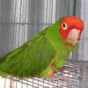 Cherry-Headed Conure