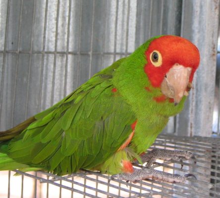Cherry-Headed Conure