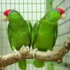 Cherry-Headed Conure parrot