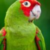Cherry-Headed Conure parrot