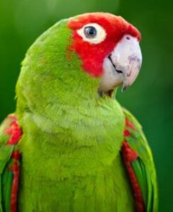 Cherry-Headed Conure parrot