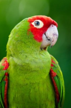 Cherry-Headed Conure parrot
