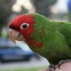 Cherry-Headed Conure