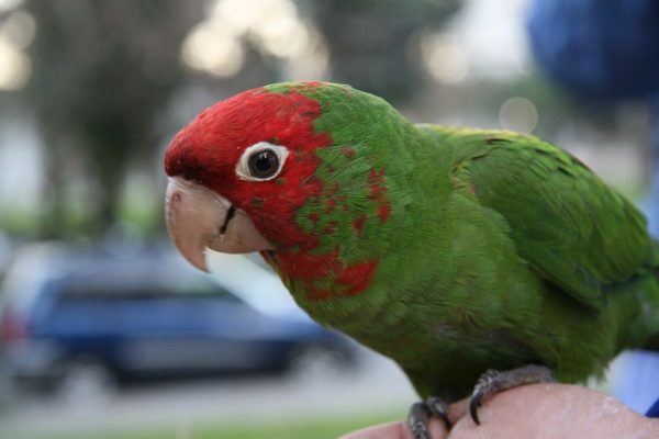 Cherry-Headed Conure