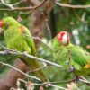 Cherry-Headed Conure