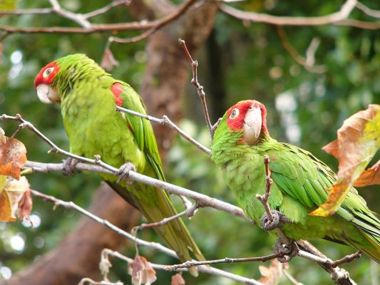 Cherry-Headed Conure